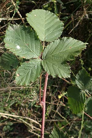 Rubus mougeotii \ Mougeots Haselblatt-Brombeere, D Vaihingen-Ensingen 11.9.2019