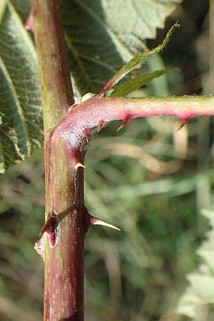 Rubus mougeotii \ Mougeots Haselblatt-Brombeere, D Vaihingen-Ensingen 11.9.2019