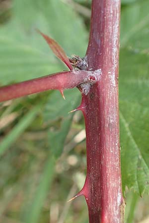 Rubus mougeotii \ Mougeots Haselblatt-Brombeere / Mougeot's Bramble, D Vaihingen-Ensingen 11.9.2019