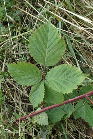 Rubus mougeotii \ Mougeots Haselblatt-Brombeere / Mougeot's Bramble, D Vaihingen-Ensingen 11.9.2019