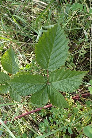 Rubus mougeotii \ Mougeots Haselblatt-Brombeere / Mougeot's Bramble, D Vaihingen-Ensingen 11.9.2019