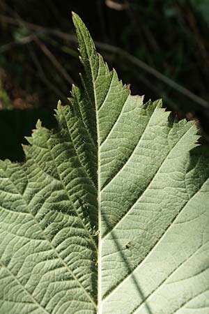 Rubus mougeotii \ Mougeots Haselblatt-Brombeere / Mougeot's Bramble, D Vaihingen-Ensingen 11.9.2019