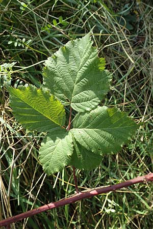 Rubus mougeotii \ Mougeots Haselblatt-Brombeere / Mougeot's Bramble, D Vaihingen-Ensingen 11.9.2019