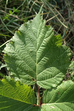 Rubus mougeotii \ Mougeots Haselblatt-Brombeere / Mougeot's Bramble, D Vaihingen-Ensingen 11.9.2019