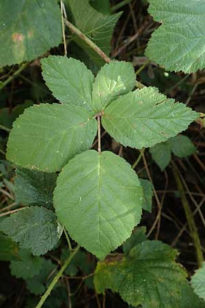 Rubus fasciculatus \ Büschelblütige Haselblatt-Brombeere, D Vaihingen-Ensingen 13.9.2019