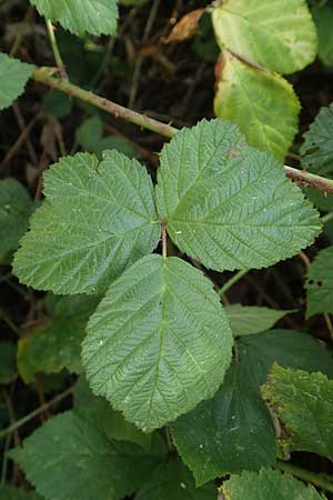 Rubus fasciculatus \ Bschelbltige Haselblatt-Brombeere, D Vaihingen-Ensingen 13.9.2019