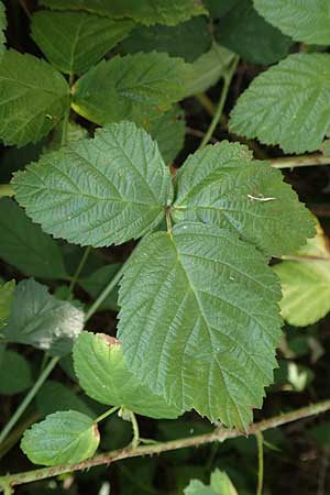 Rubus fasciculatus \ Bschelbltige Haselblatt-Brombeere / Fasciculate-Flowered Bramble, D Vaihingen-Ensingen 13.9.2019