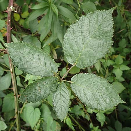 Rubus flaccidus s.l. \ Schlaffblättrige Brombeere, D Eggenstein-Leopoldshafen 13.9.2019