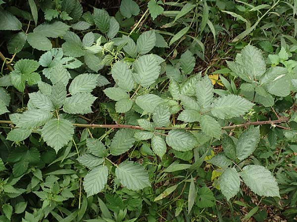 Rubus flaccidus s.l. \ Schlaffblättrige Brombeere, D Eggenstein-Leopoldshafen 13.9.2019