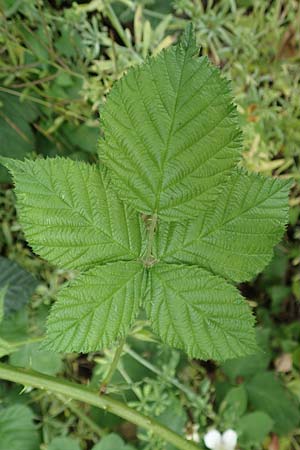 Rubus fasciculatus \ Bschelbltige Haselblatt-Brombeere, D Dautphetal-Damshausen 22.6.2020