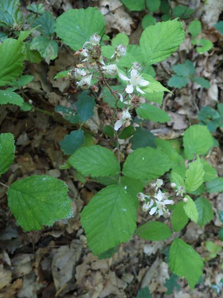 Rubus specH ? \ Brombeere / Bramble, D Odenwald, Rimbach 26.6.2020