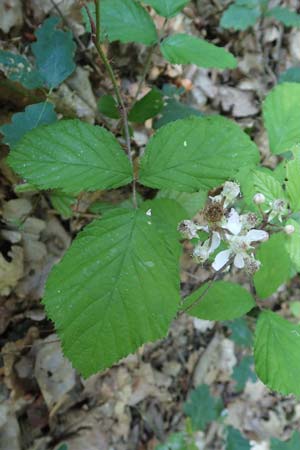 Rubus specH ? \ Brombeere / Bramble, D Odenwald, Rimbach 26.6.2020