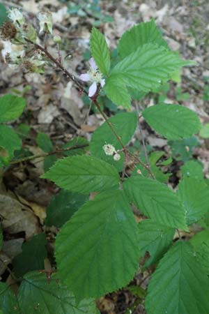 Rubus specH ? \ Brombeere, D Odenwald, Rimbach 26.6.2020