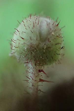 Rubus specH ? \ Brombeere / Bramble, D Odenwald, Rimbach 26.6.2020