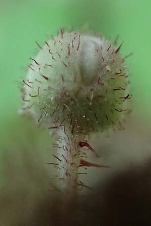 Rubus specH ? \ Brombeere, D Odenwald, Rimbach 26.6.2020