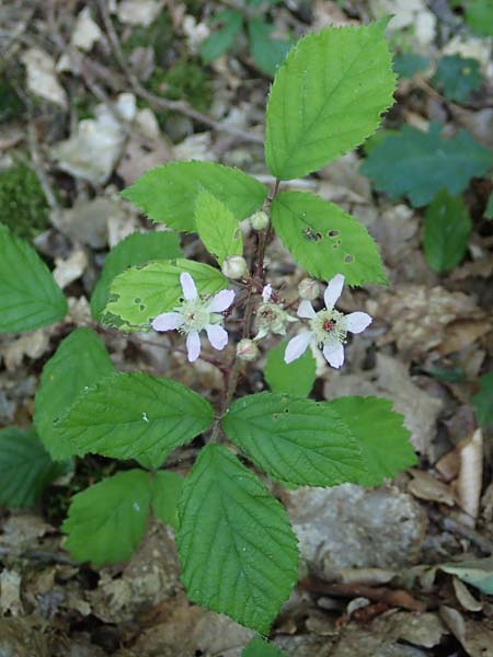 Rubus specH ? \ Brombeere / Bramble, D Odenwald, Rimbach 26.6.2020