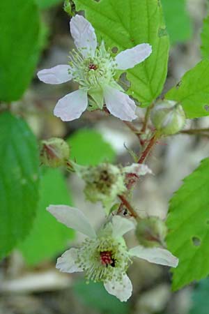 Rubus specH ? \ Brombeere / Bramble, D Odenwald, Rimbach 26.6.2020