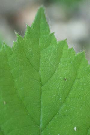 Rubus specH ? \ Brombeere, D Odenwald, Rimbach 26.6.2020