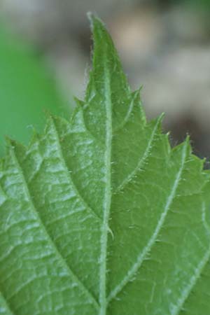 Rubus specH ? \ Brombeere, D Odenwald, Rimbach 26.6.2020