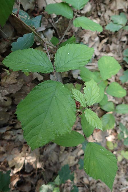 Rubus specH ? \ Brombeere, D Odenwald, Rimbach 14.7.2020