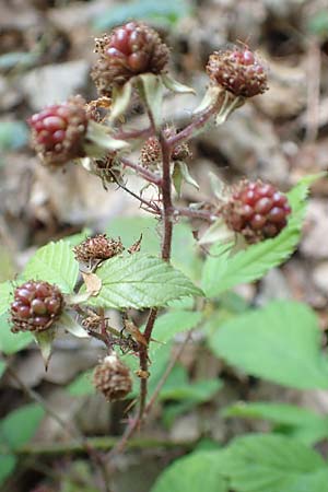 Rubus specH ? \ Brombeere, D Odenwald, Rimbach 14.7.2020