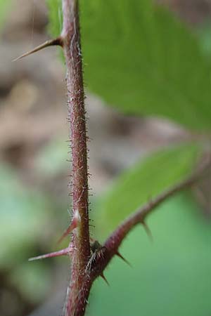 Rubus specH ? \ Brombeere, D Odenwald, Rimbach 14.7.2020