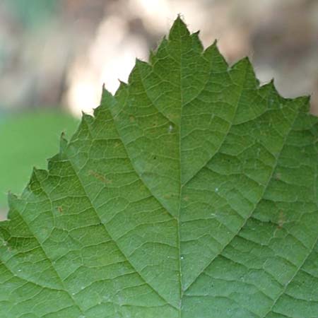 Rubus specH ? \ Brombeere, D Odenwald, Rimbach 14.7.2020