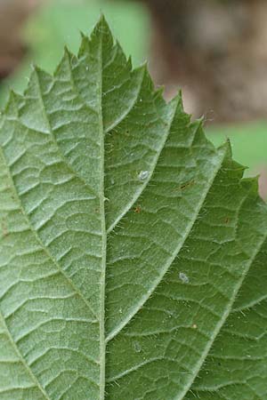 Rubus specH ? \ Brombeere, D Odenwald, Rimbach 14.7.2020