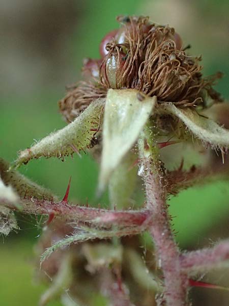 Rubus specH ? \ Brombeere, D Odenwald, Rimbach 14.7.2020