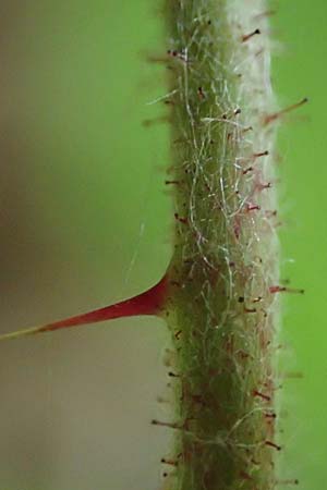 Rubus specH ? \ Brombeere, D Odenwald, Rimbach 14.7.2020