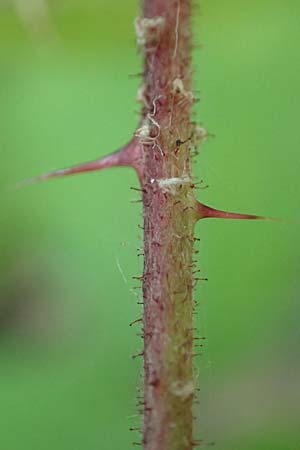 Rubus specH ? \ Brombeere, D Odenwald, Rimbach 14.7.2020