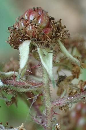 Rubus specH ? \ Brombeere / Bramble, D Odenwald, Rimbach 14.7.2020