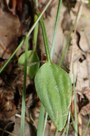 Ranunculus flammula \ Brennender Hahnenfu / Lesser Spearwort, D Hunsrück, Börfink 18.7.2020