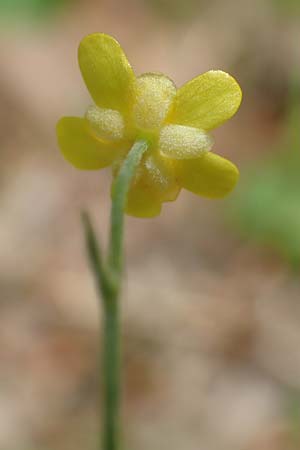 Ranunculus flammula \ Brennender Hahnenfu / Lesser Spearwort, D Hunsrück, Börfink 18.7.2020