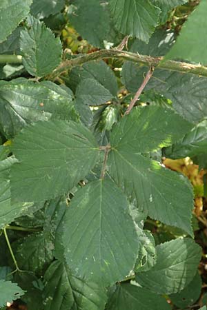 Rubus foliosus \ Blattreiche Brombeere / Leafy Bramble, D Krickenbecker Seen 27.7.2020