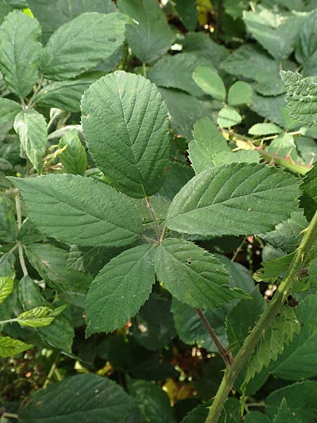 Rubus foliosus \ Blattreiche Brombeere, D Krickenbecker Seen 27.7.2020