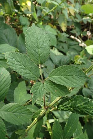 Rubus foliosus \ Blattreiche Brombeere, D Krickenbecker Seen 27.7.2020