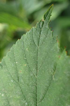 Rubus foliosus \ Blattreiche Brombeere / Leafy Bramble, D Krickenbecker Seen 27.7.2020