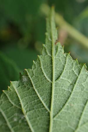 Rubus foliosus / Leafy Bramble, D Krickenbecker Seen 27.7.2020