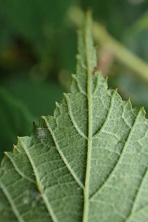 Rubus foliosus \ Blattreiche Brombeere / Leafy Bramble, D Krickenbecker Seen 27.7.2020