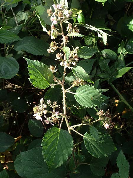 Rubus foliosus / Leafy Bramble, D Krickenbecker Seen 27.7.2020