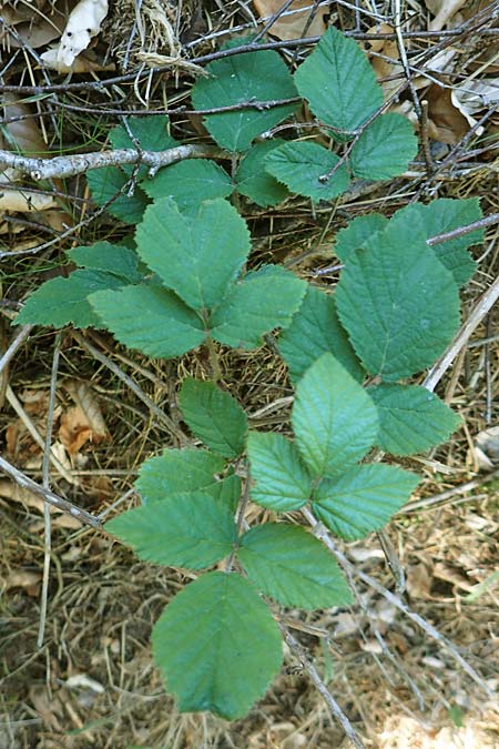 Rubus foliosus \ Blattreiche Brombeere, D Niederaula 29.7.2020