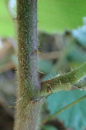 Rubus foliosus \ Blattreiche Brombeere, D Niederaula 29.7.2020