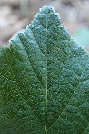 Rubus foliosus \ Blattreiche Brombeere, D Niederaula 29.7.2020