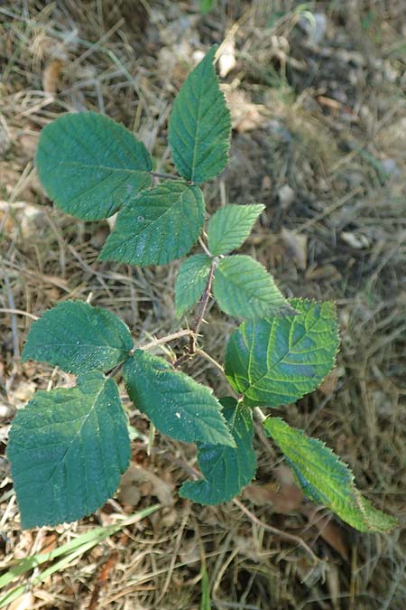 Rubus foliosus \ Blattreiche Brombeere / Leafy Bramble, D Niederaula 29.7.2020