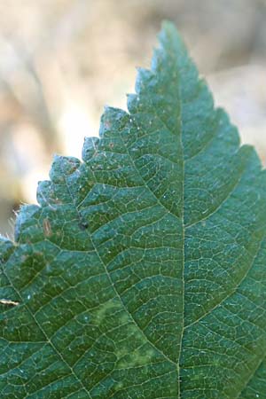 Rubus foliosus \ Blattreiche Brombeere, D Niederaula 29.7.2020