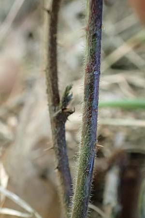 Rubus foliosus \ Blattreiche Brombeere / Leafy Bramble, D Niederaula 29.7.2020