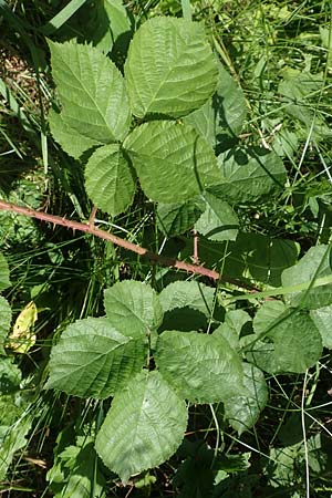 Rubus fabrimontanus \ Schmiedeberger Haselblatt-Brombeere, D Unterbernhards 30.7.2020