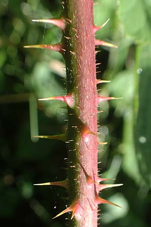 Rubus fabrimontanus \ Schmiedeberger Haselblatt-Brombeere, D Unterbernhards 30.7.2020