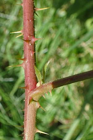 Rubus fabrimontanus \ Schmiedeberger Haselblatt-Brombeere, D Unterbernhards 30.7.2020